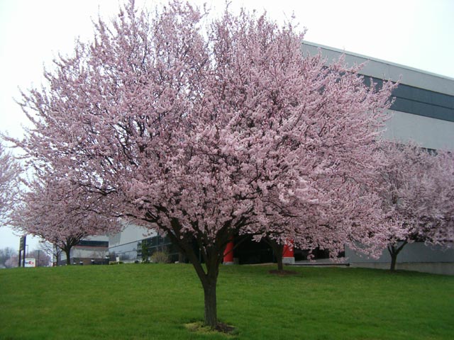 Dogwood Tree Facts