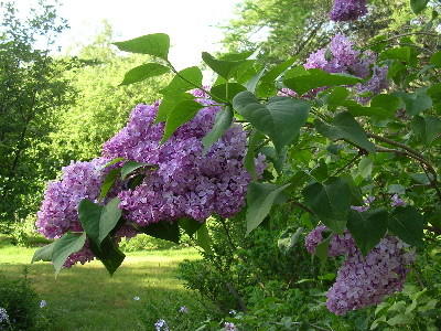 Dogwood+tree+facts+for+kids