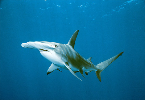 http://www.cairochronicles.com/kaddee/wp-content/uploads/2008/08/hammerhead-shark.jpg