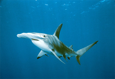 Hammerhead Shark | Animal Planet Pictures